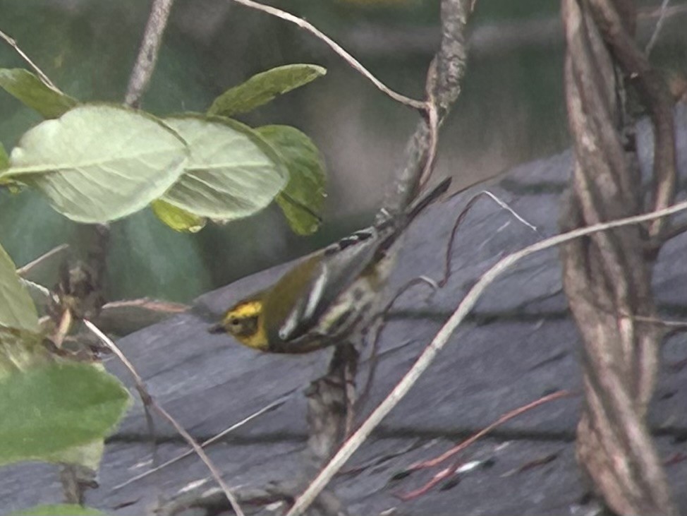 Townsend's Warbler - ML644707002