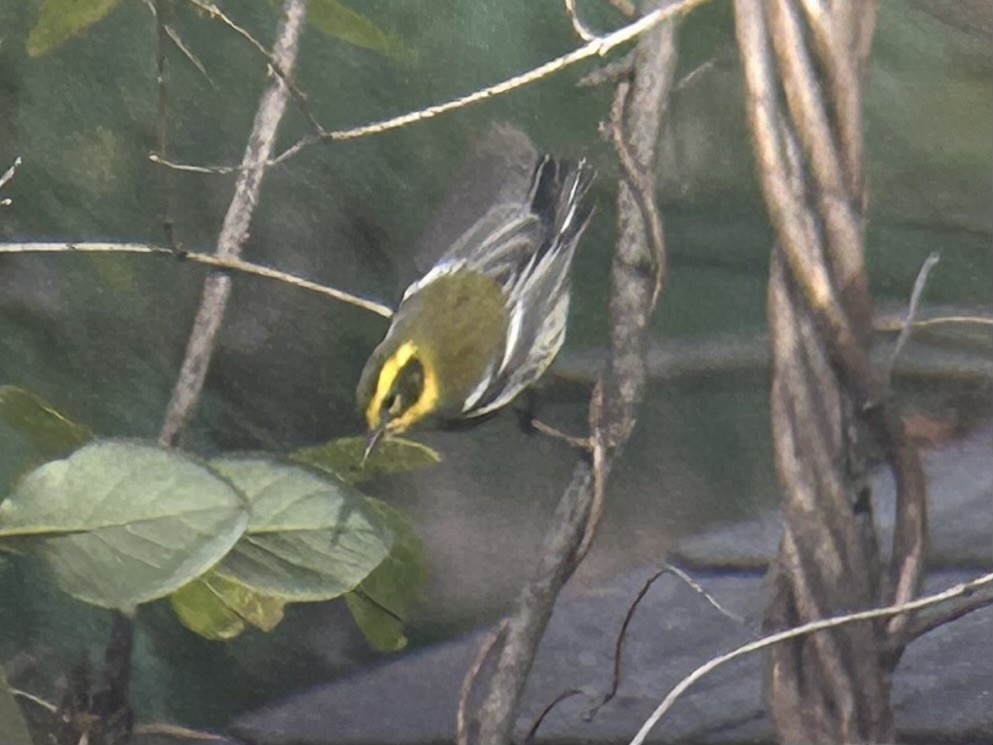 Townsend's Warbler - ML644707003
