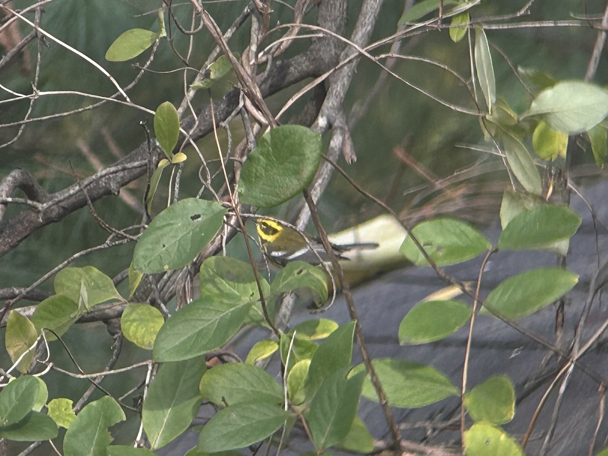 Townsend's Warbler - ML644707004
