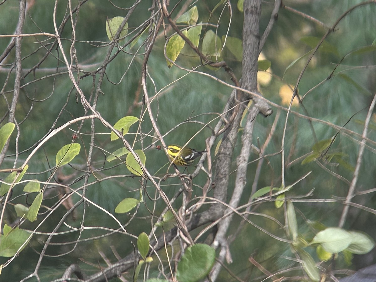 Townsend's Warbler - ML644707005