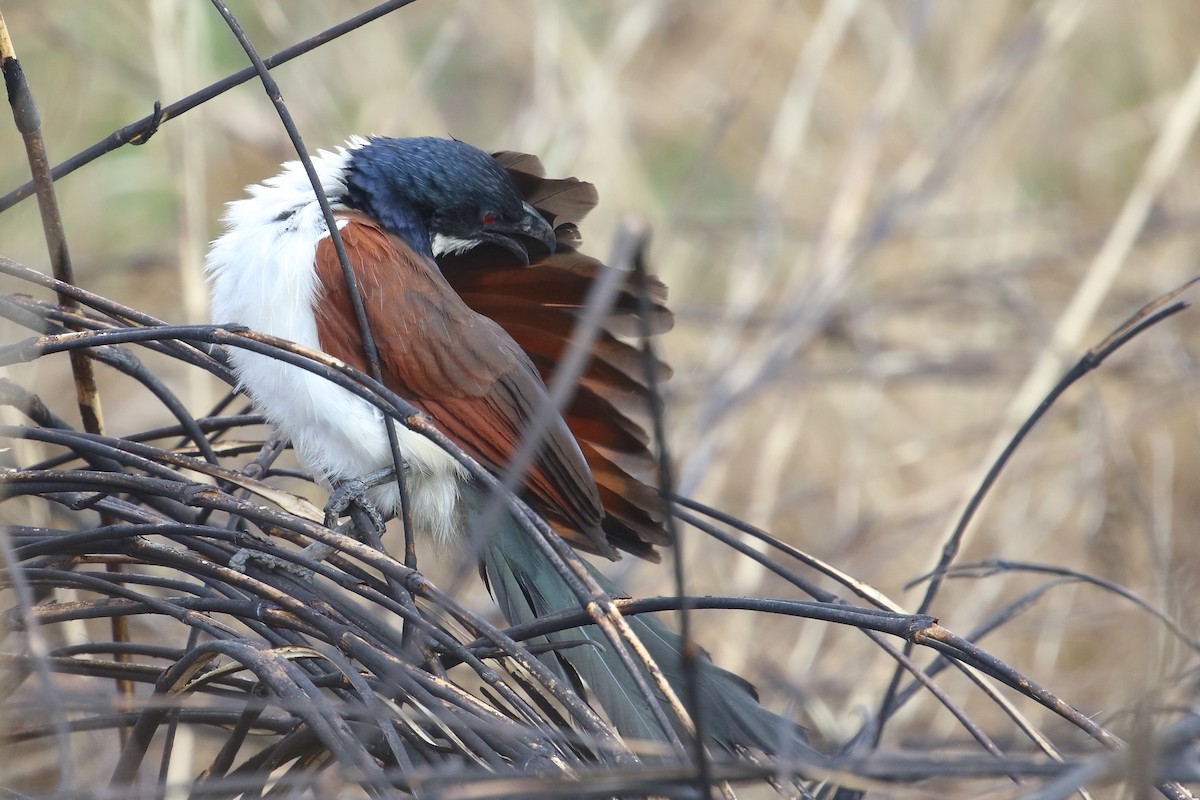 kobberstjertsporegjøk - ML644707007