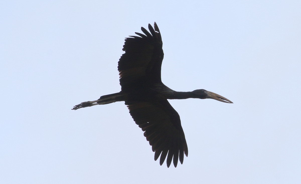 Bec-ouvert africain - ML644707016