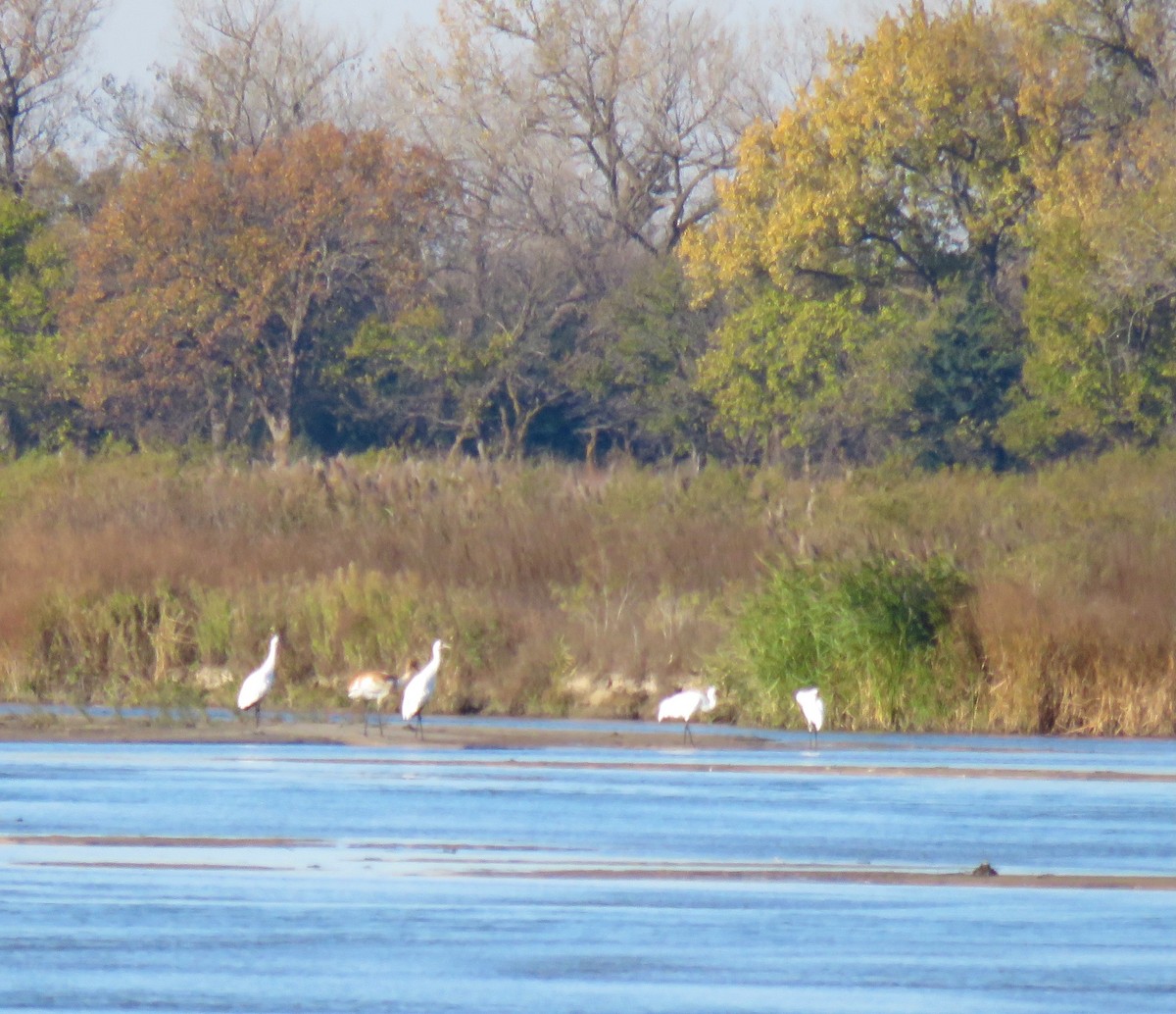 アメリカシロヅル - ML644707021