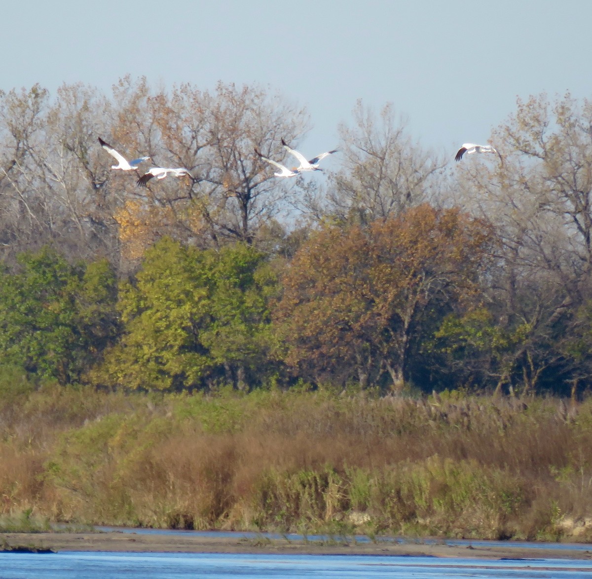 アメリカシロヅル - ML644707026