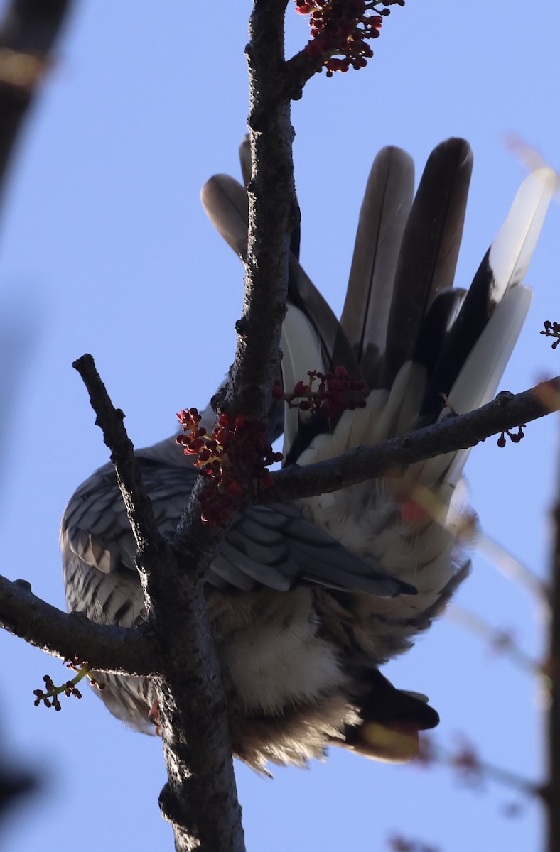 インカバト - ML644707028