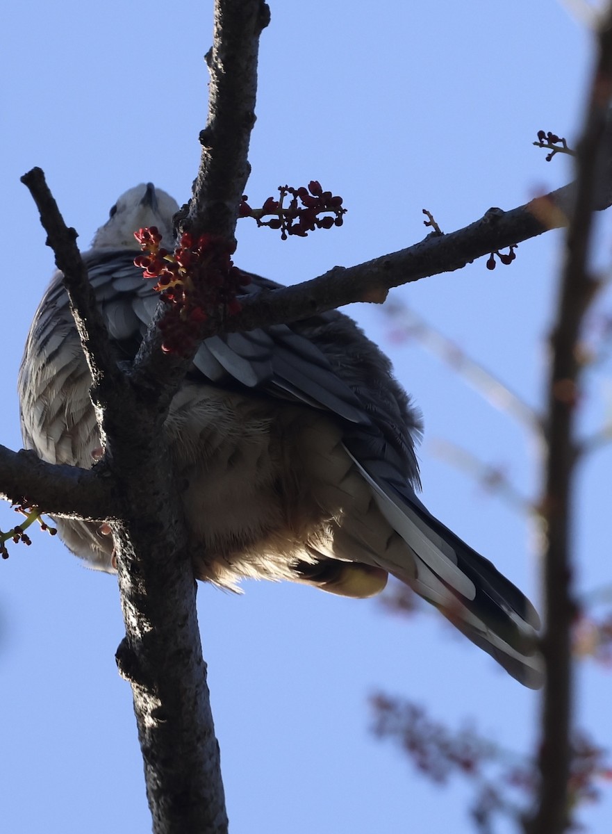 インカバト - ML644707029