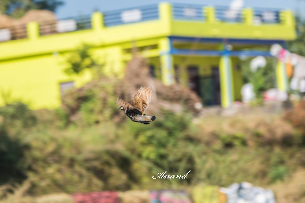 Black Francolin - ML644707038