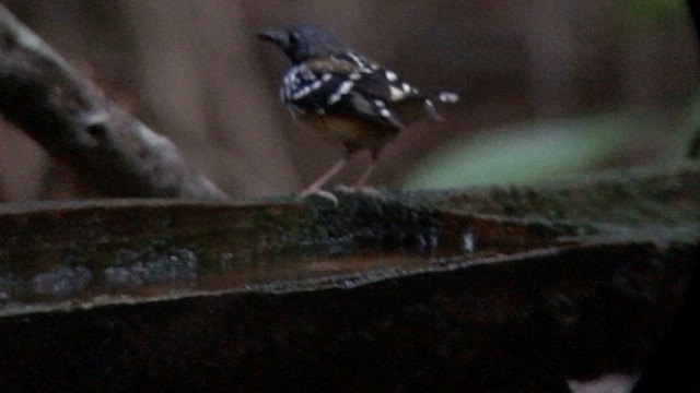 キボシアリドリ - ML644707039