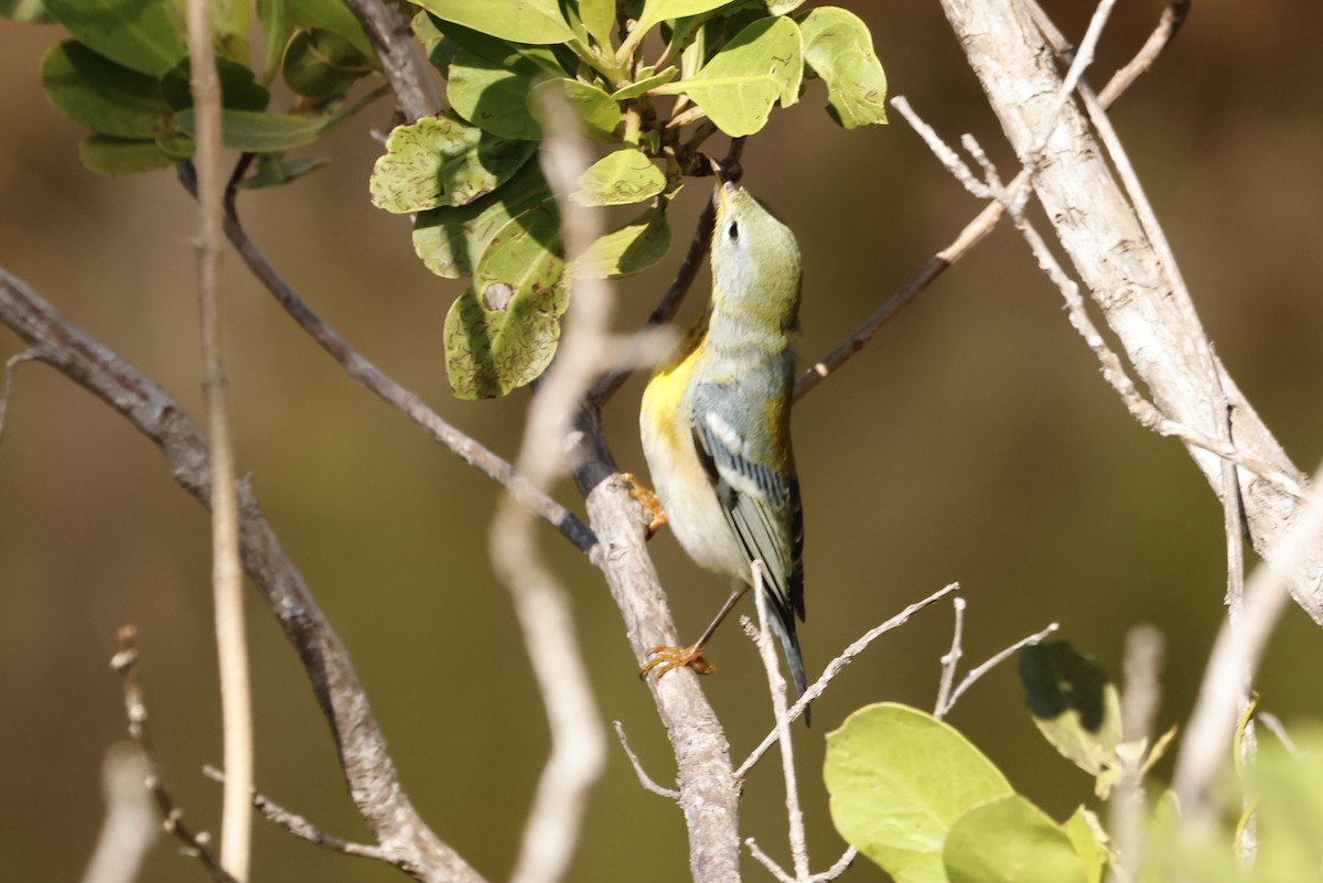 Northern Parula - ML644707052