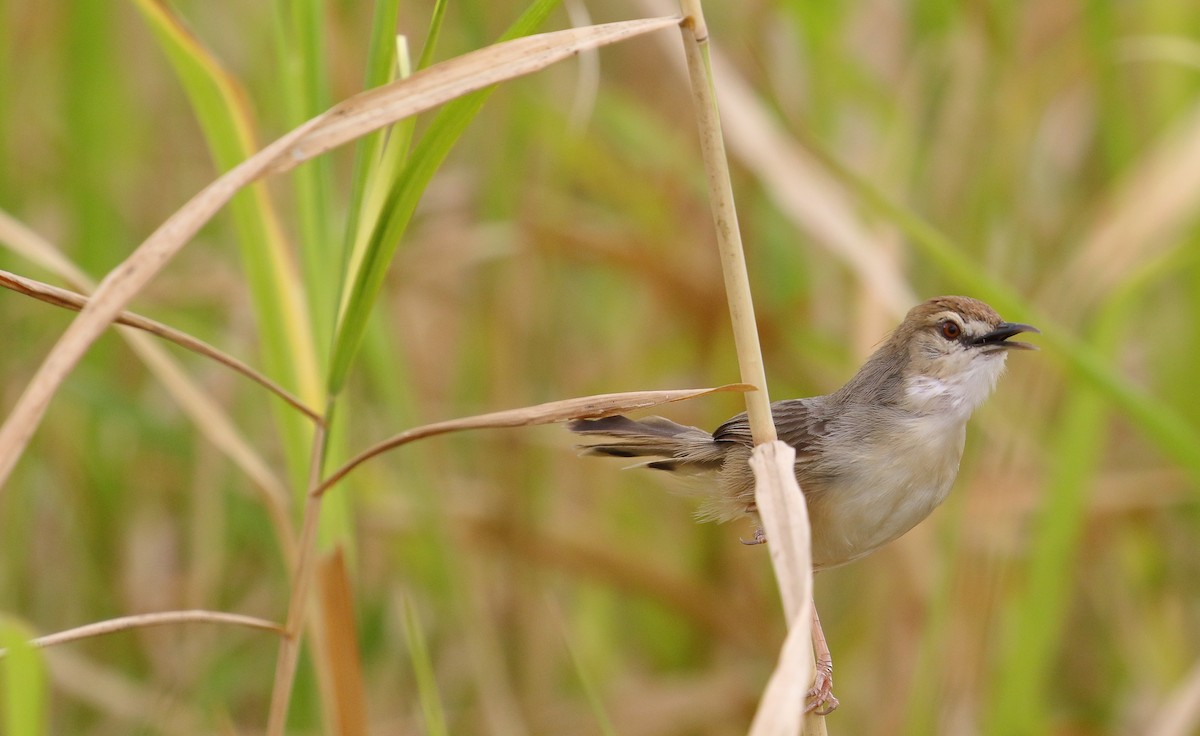 Kilombero Cisticola - ML644707057