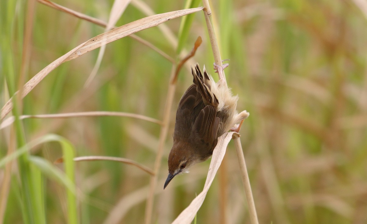 Kilombero Cisticola - ML644707058