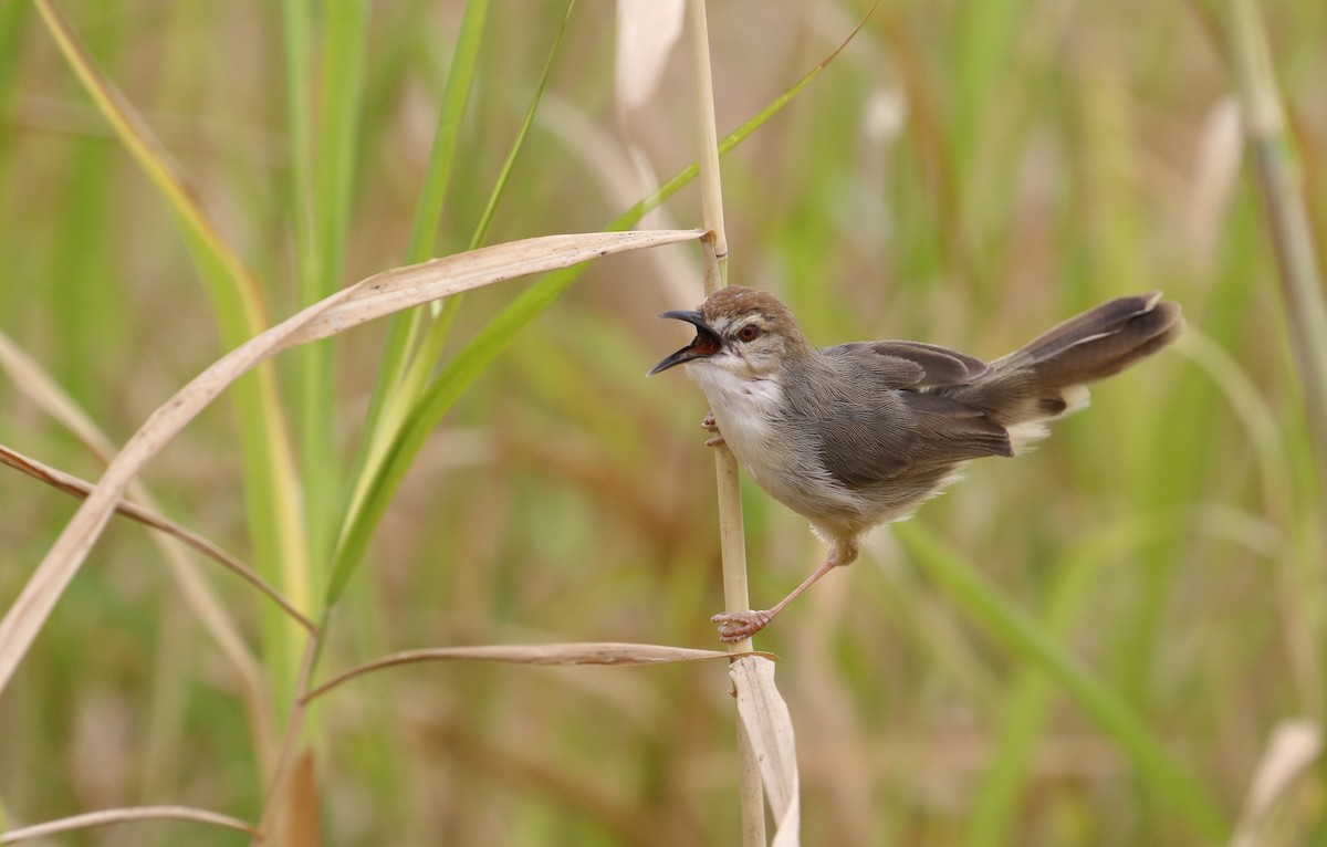 Kilombero Cisticola - ML644707059