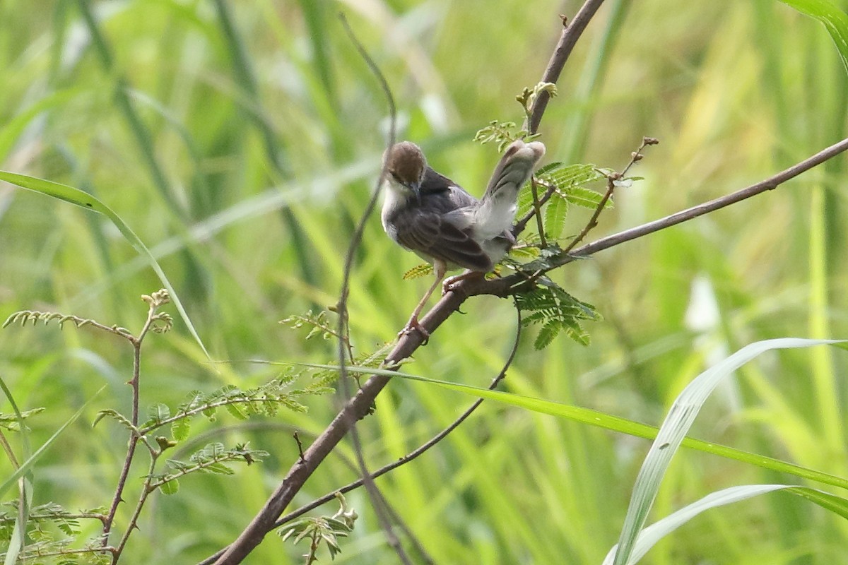 Cisticole d'Andersen - ML644707068