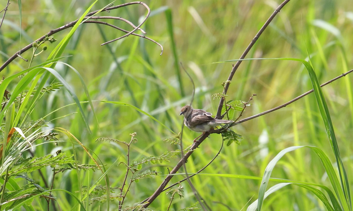 Cisticole d'Andersen - ML644707069