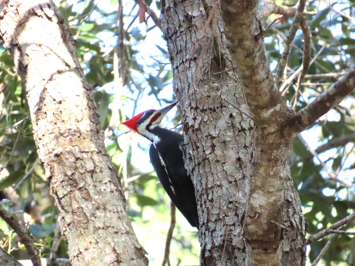 Pileated Woodpecker - ML644707072