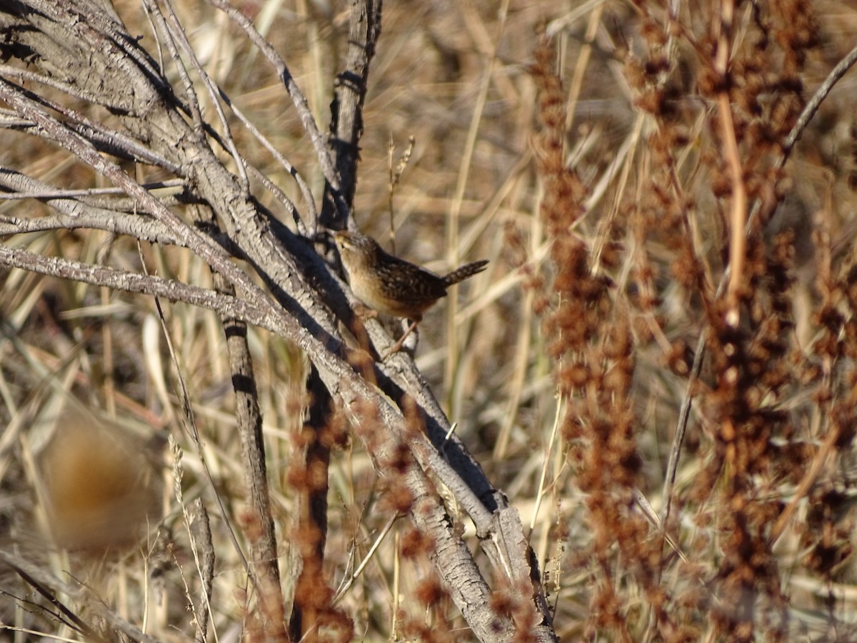 Sedge Wren - ML644707073