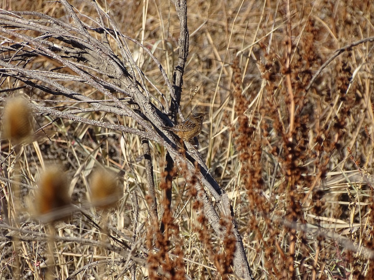 Sedge Wren - ML644707074
