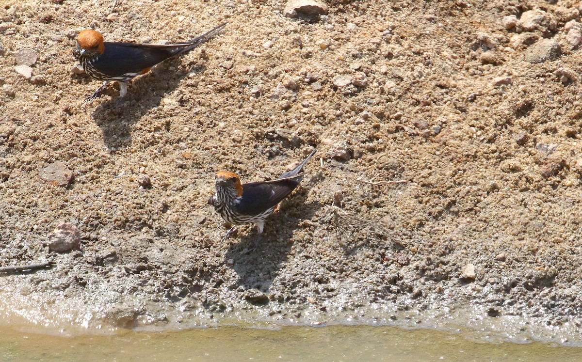 Lesser Striped Swallow - ML644707078