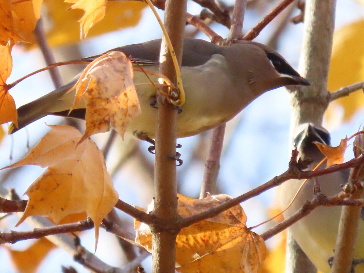 Sedir İpekkuyruğu - ML644707090