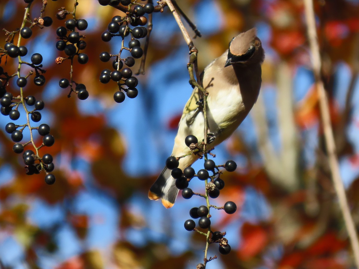 Sedir İpekkuyruğu - ML644707091