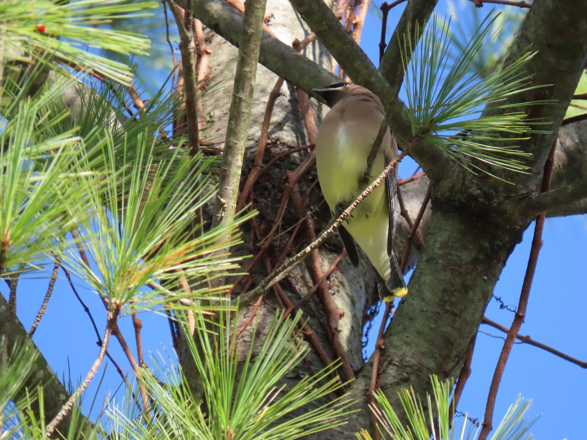 Sedir İpekkuyruğu - ML644707092