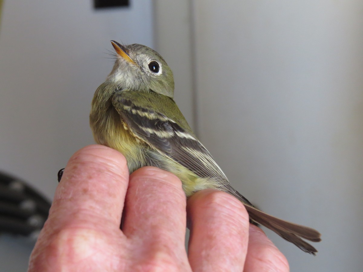 Hammond's Flycatcher - ML644707093
