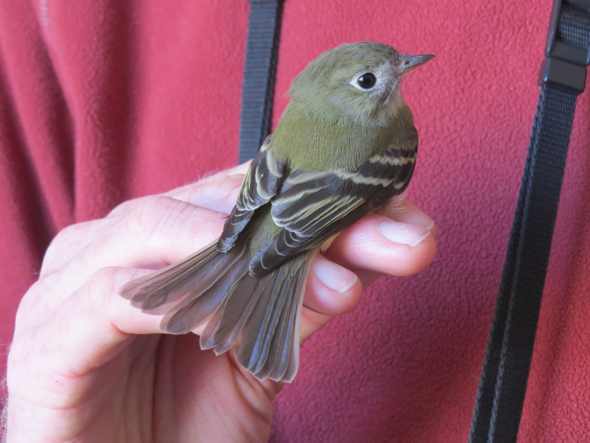 Hammond's Flycatcher - ML644707094