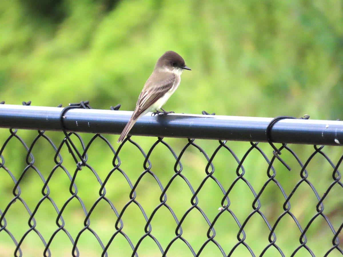 Eastern Phoebe - ML644707120