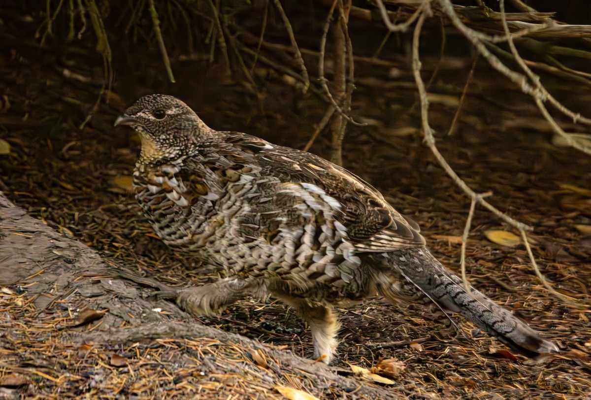 kragejerpe - ML644707124