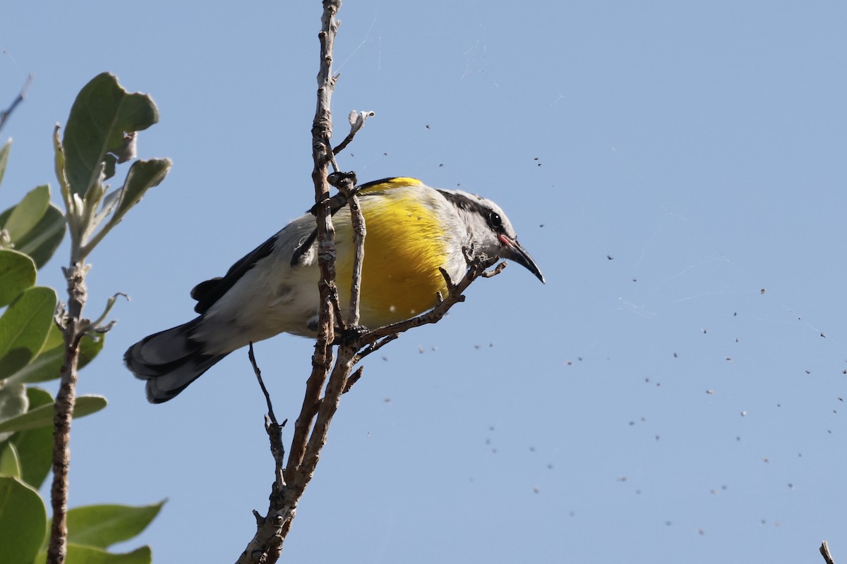 Bananaquit - ML644707126