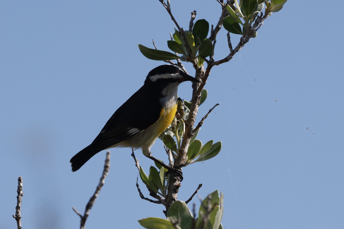 Bananaquit - ML644707127