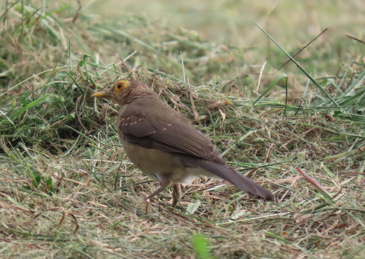Spectacled Thrush - ML644707137