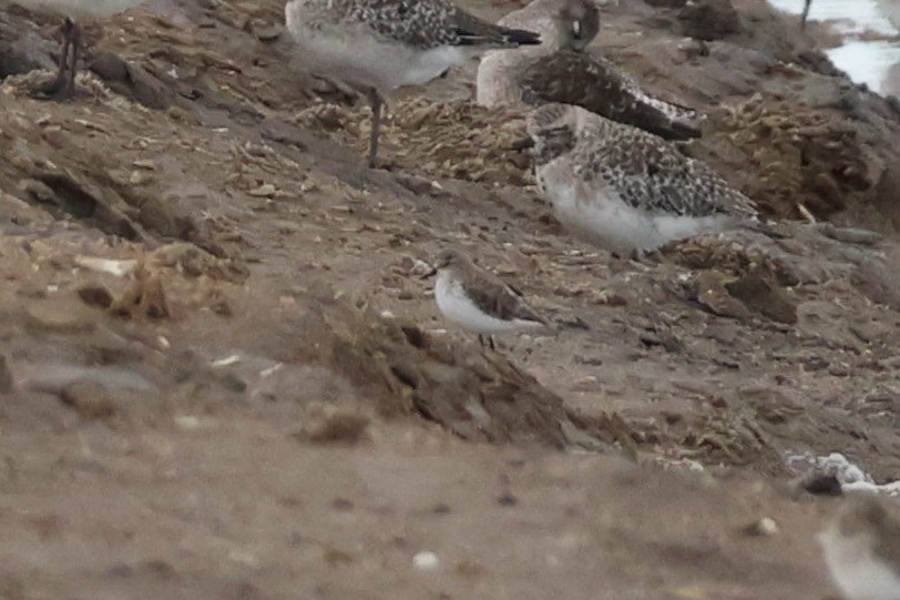 Одой элсэг - ML644707143