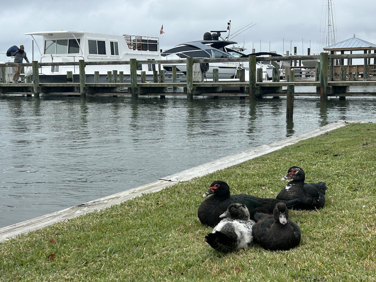 ノバリケン（家畜） - ML644707177