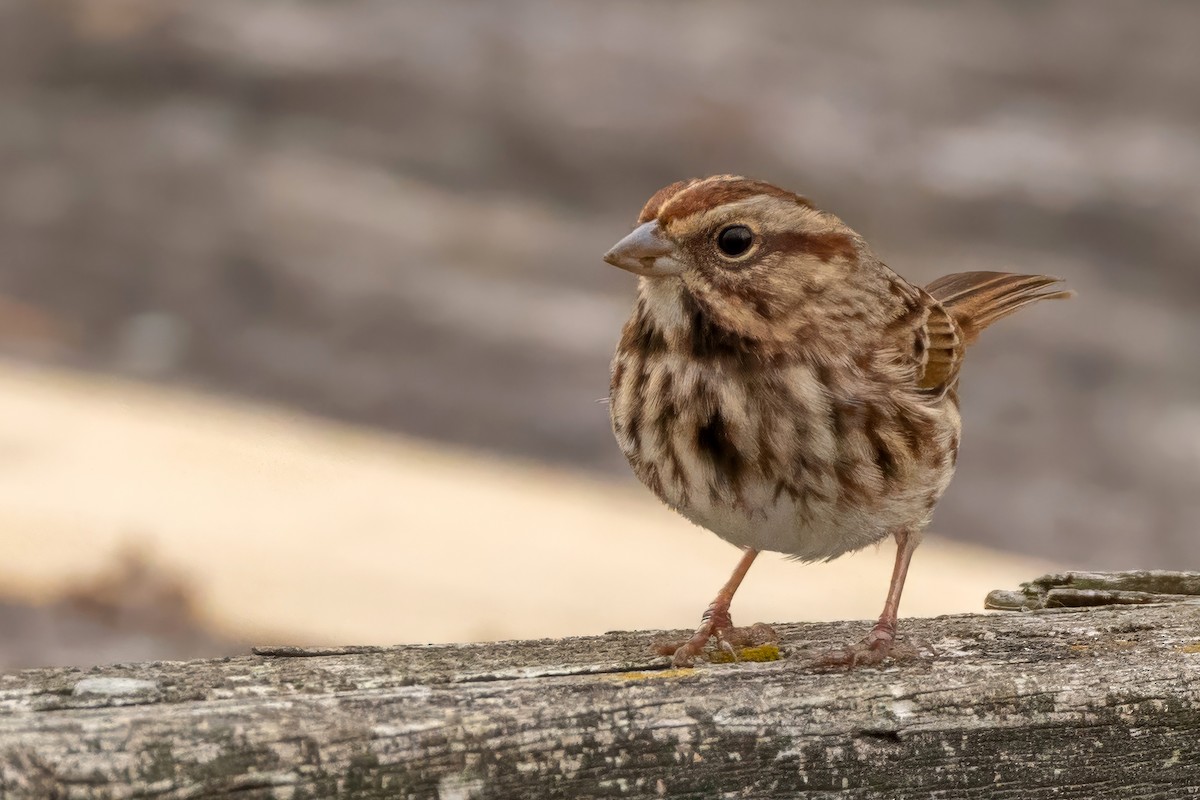 Song Sparrow - ML644707183