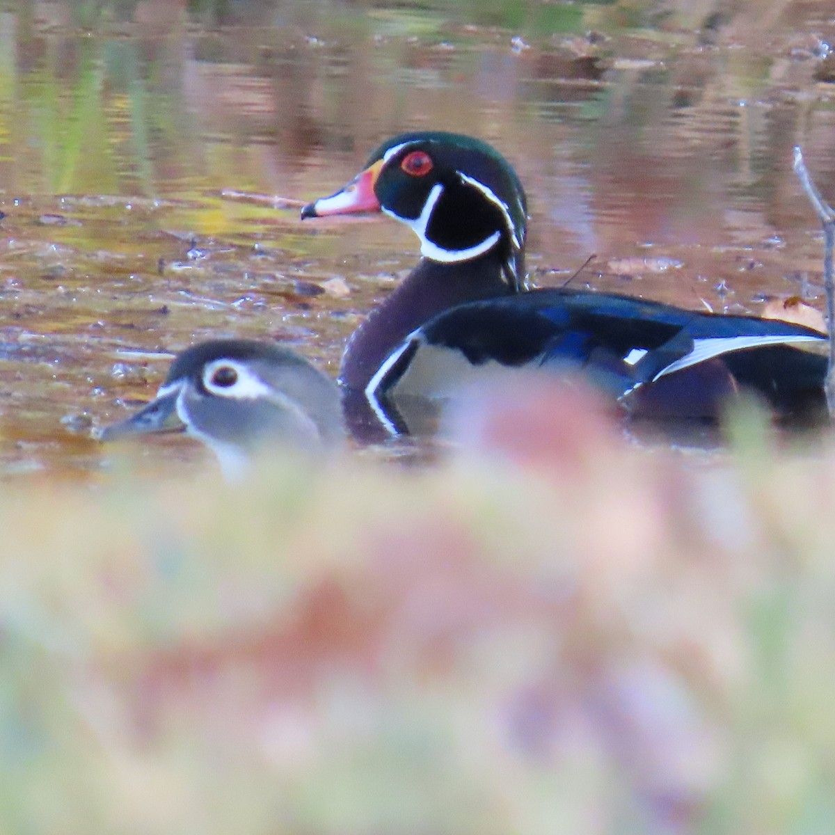Каролінка - ML644707190