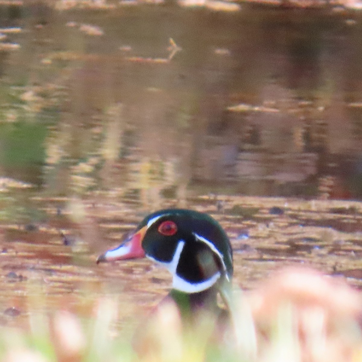 Каролінка - ML644707191