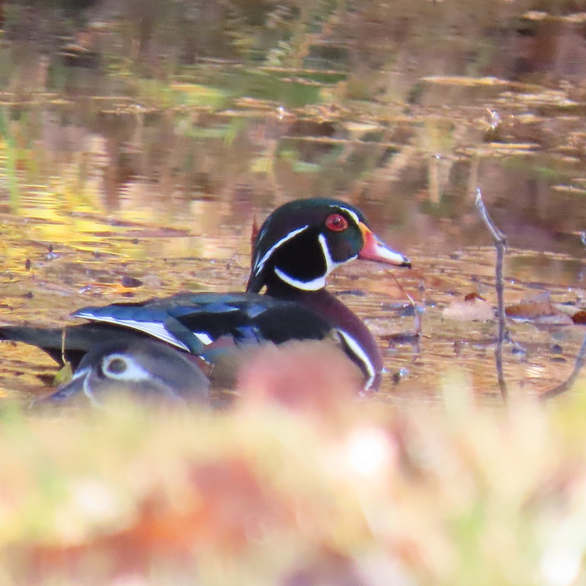 Каролінка - ML644707192