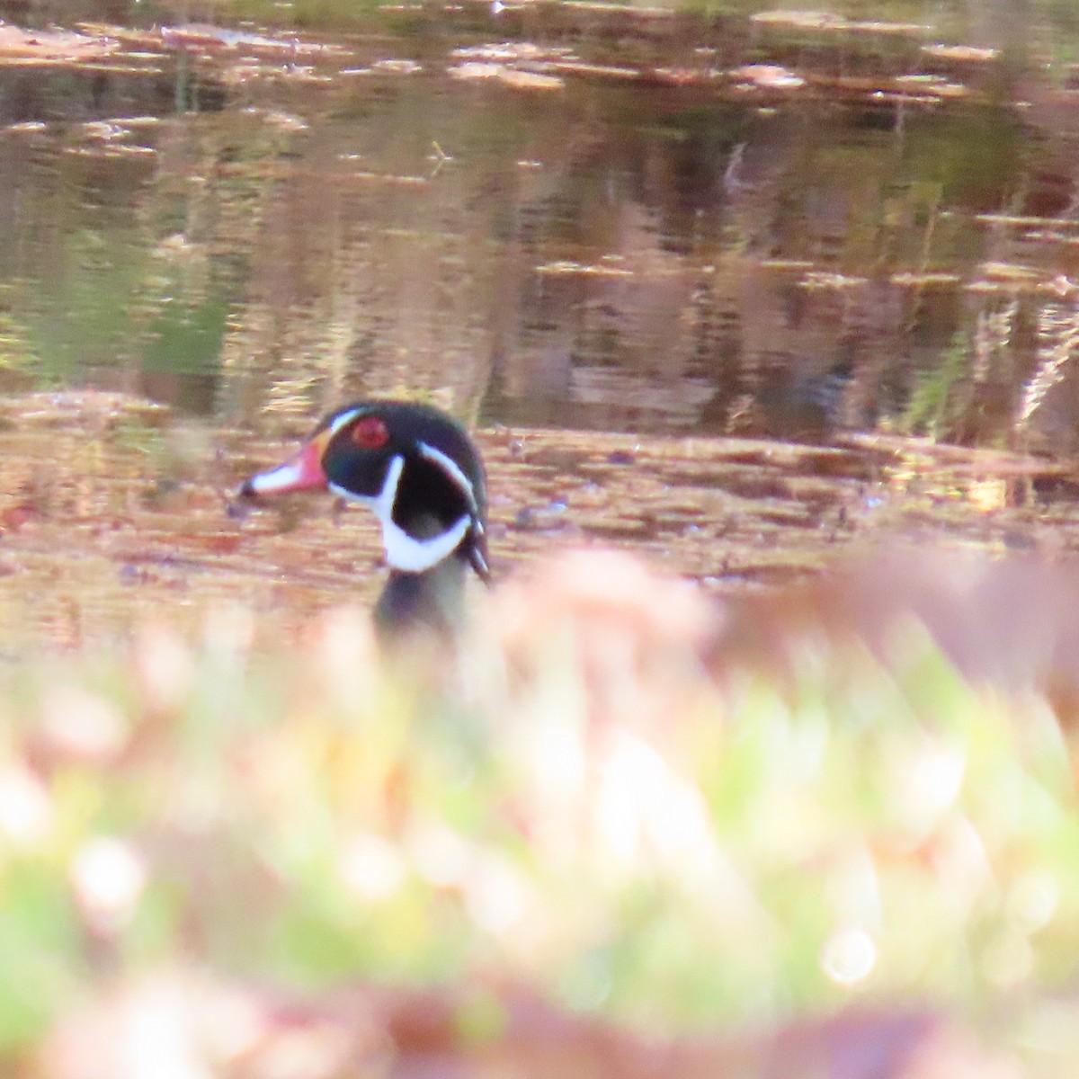 Каролінка - ML644707194