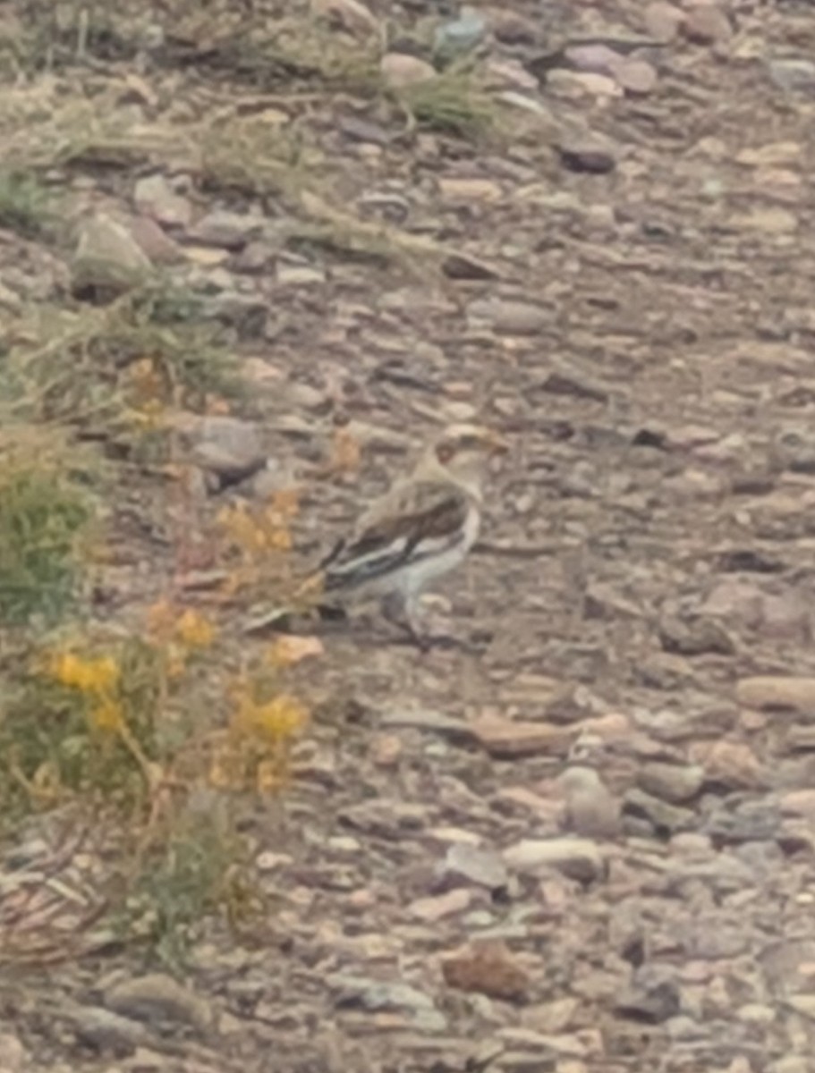 Snow Bunting - ML644707196