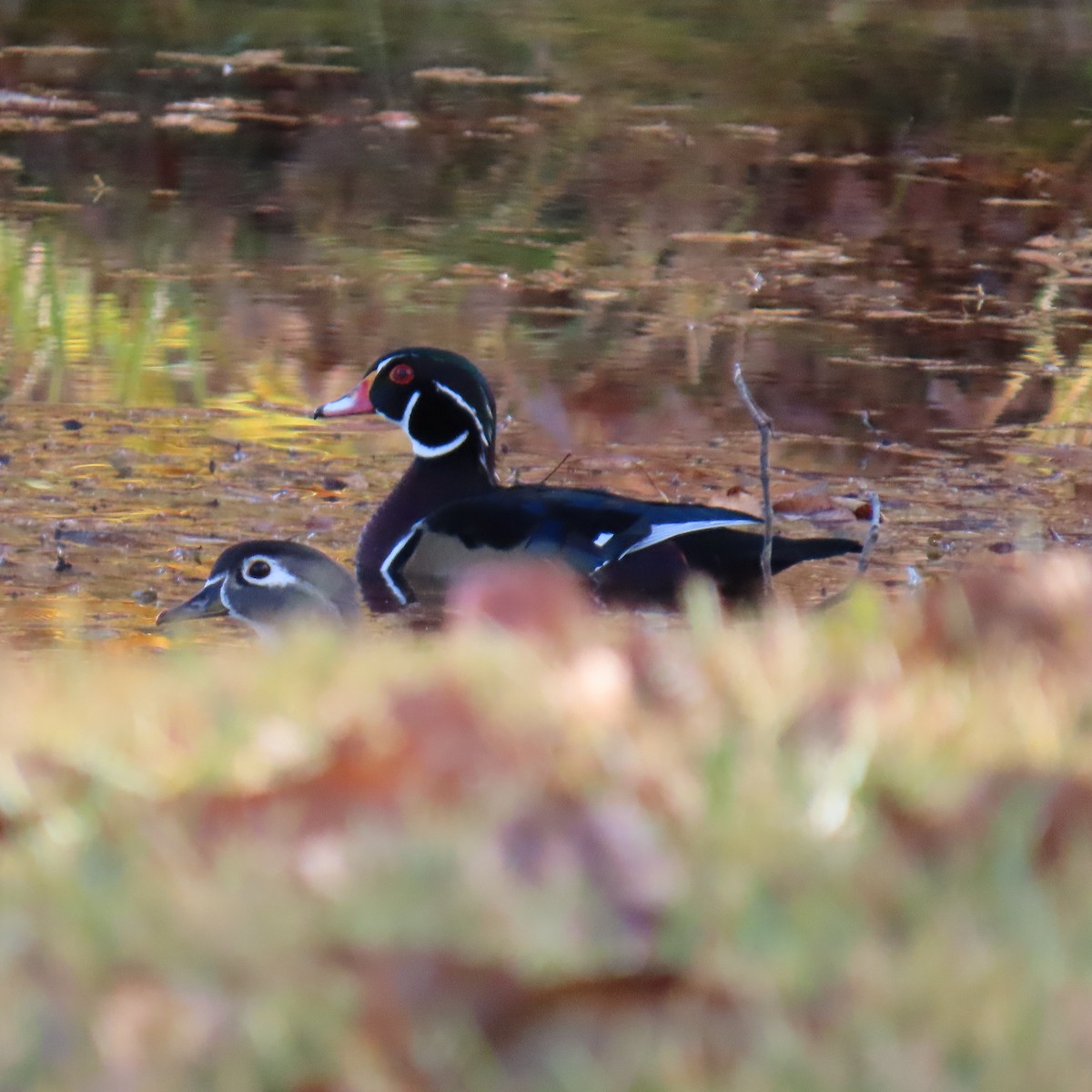 Каролінка - ML644707197