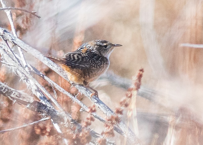 Sedge Wren - ML644707198