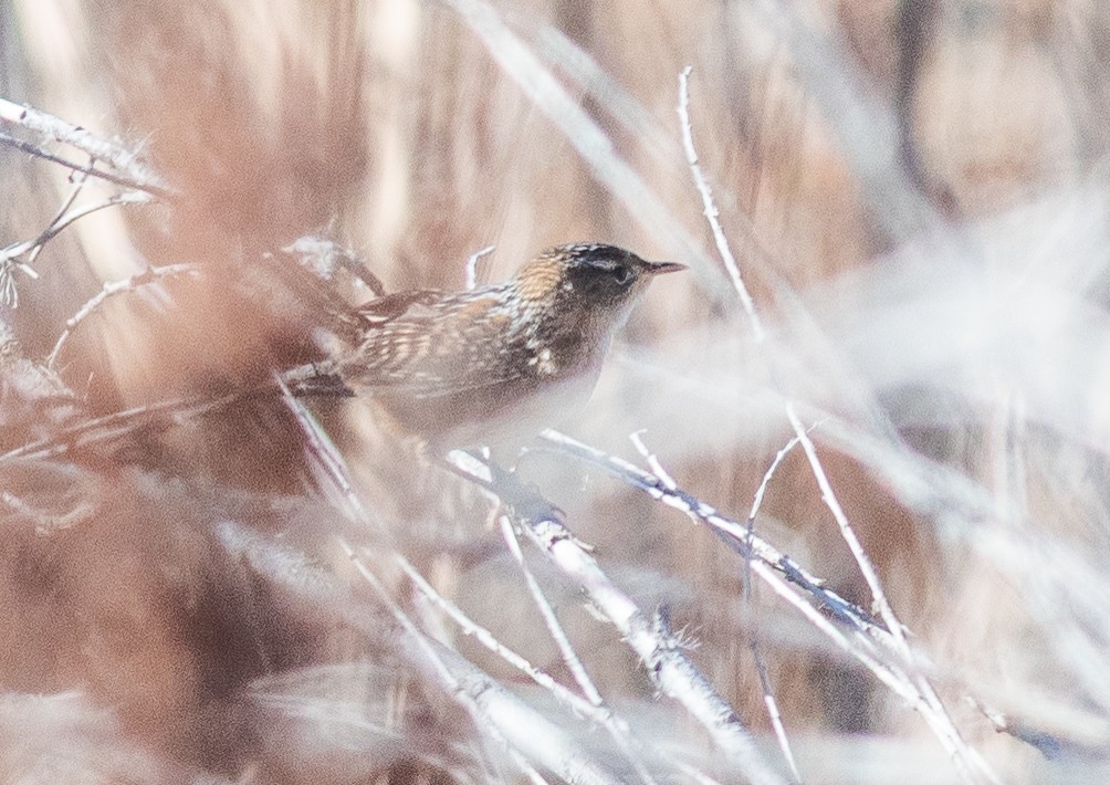 Sedge Wren - ML644707199
