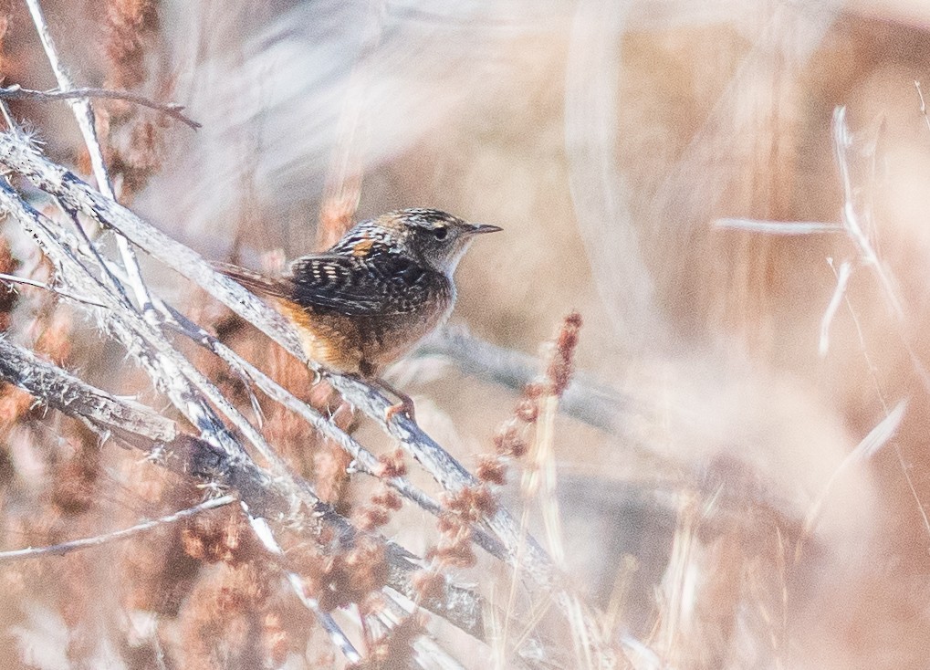 Sedge Wren - ML644707200