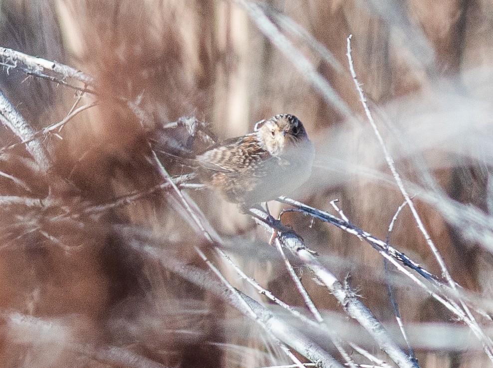 Sedge Wren - ML644707201