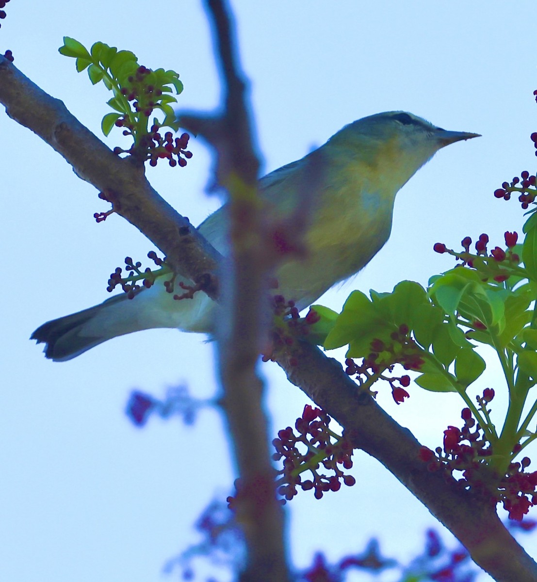 Tennessee Warbler - ML644707204
