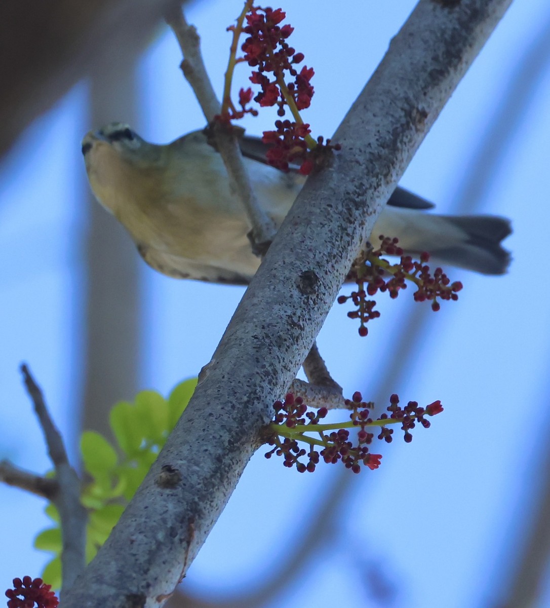 Tennessee Warbler - ML644707205