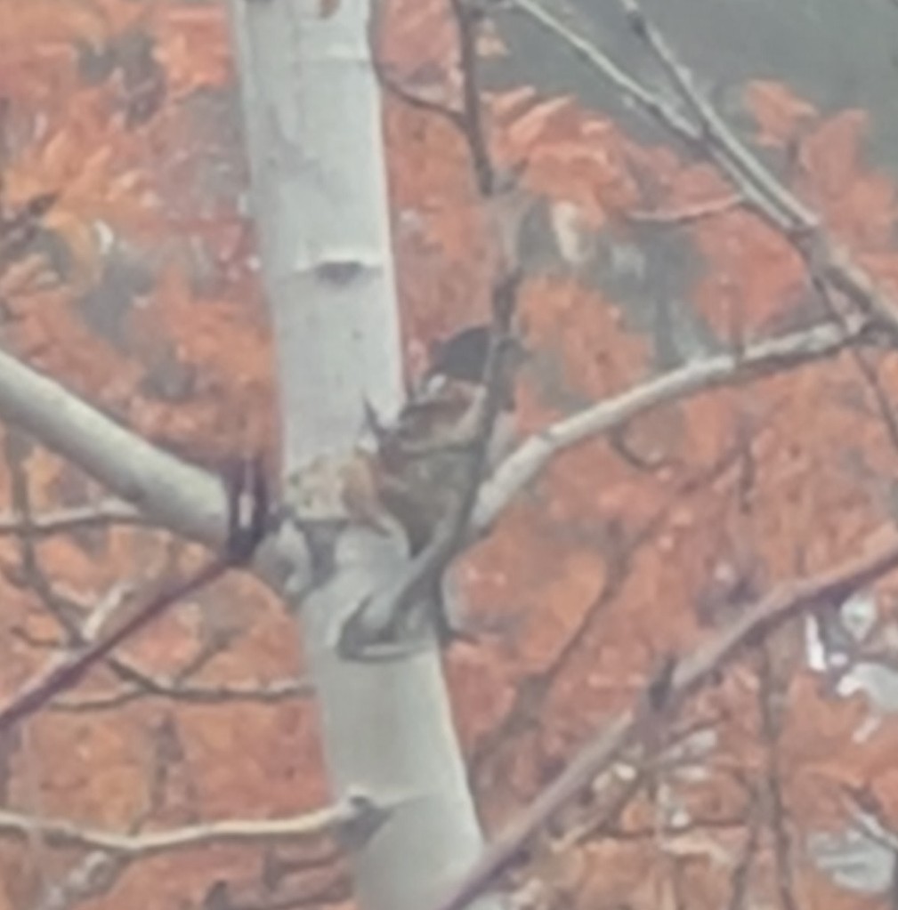 Spotted Towhee - ML644707206