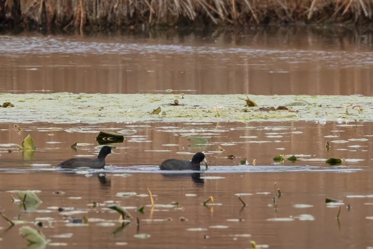 American Coot - ML644707207