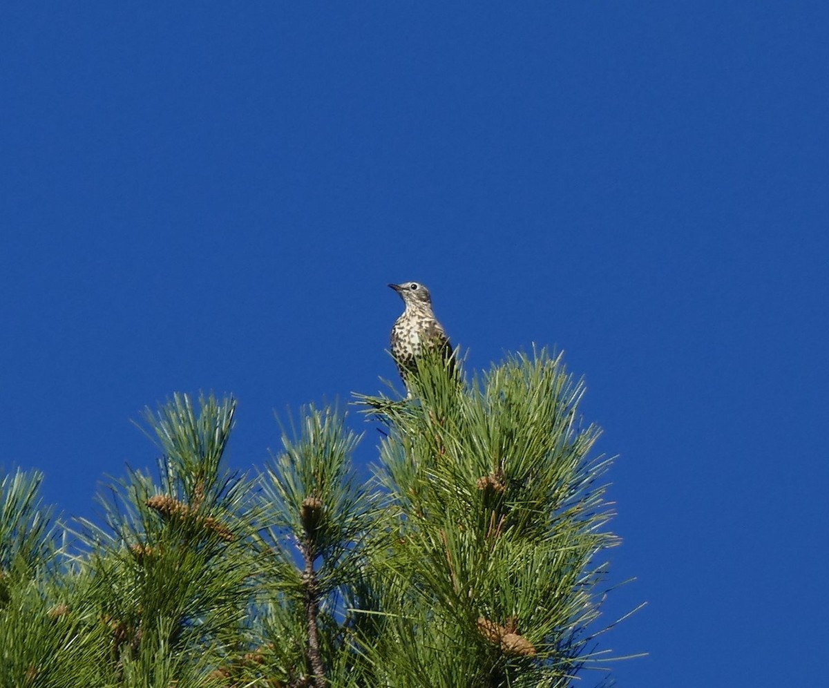 槲鶇 - ML644707212